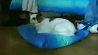অবিশ্বাস্যভাবে উদাসী ...